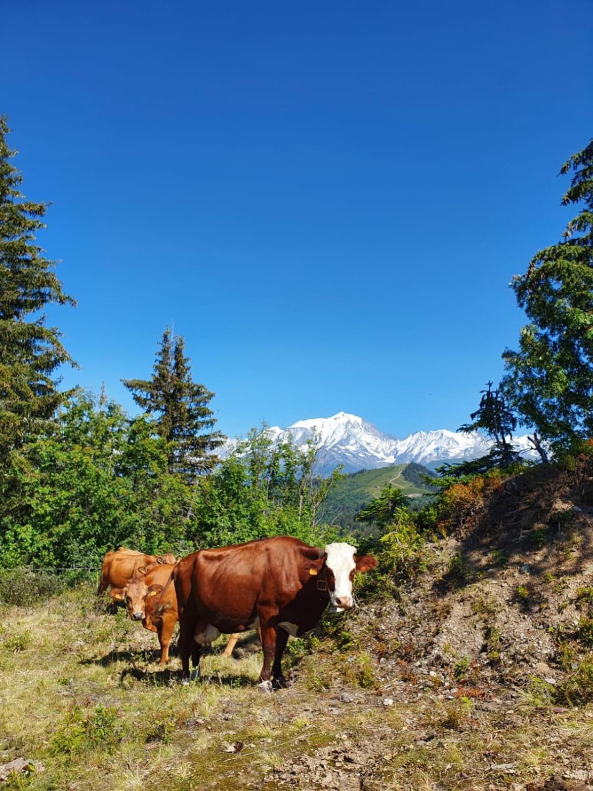 Appartement La Duchere Le Plan-La Giettaz Massif Des Aravis Dış mekan fotoğraf